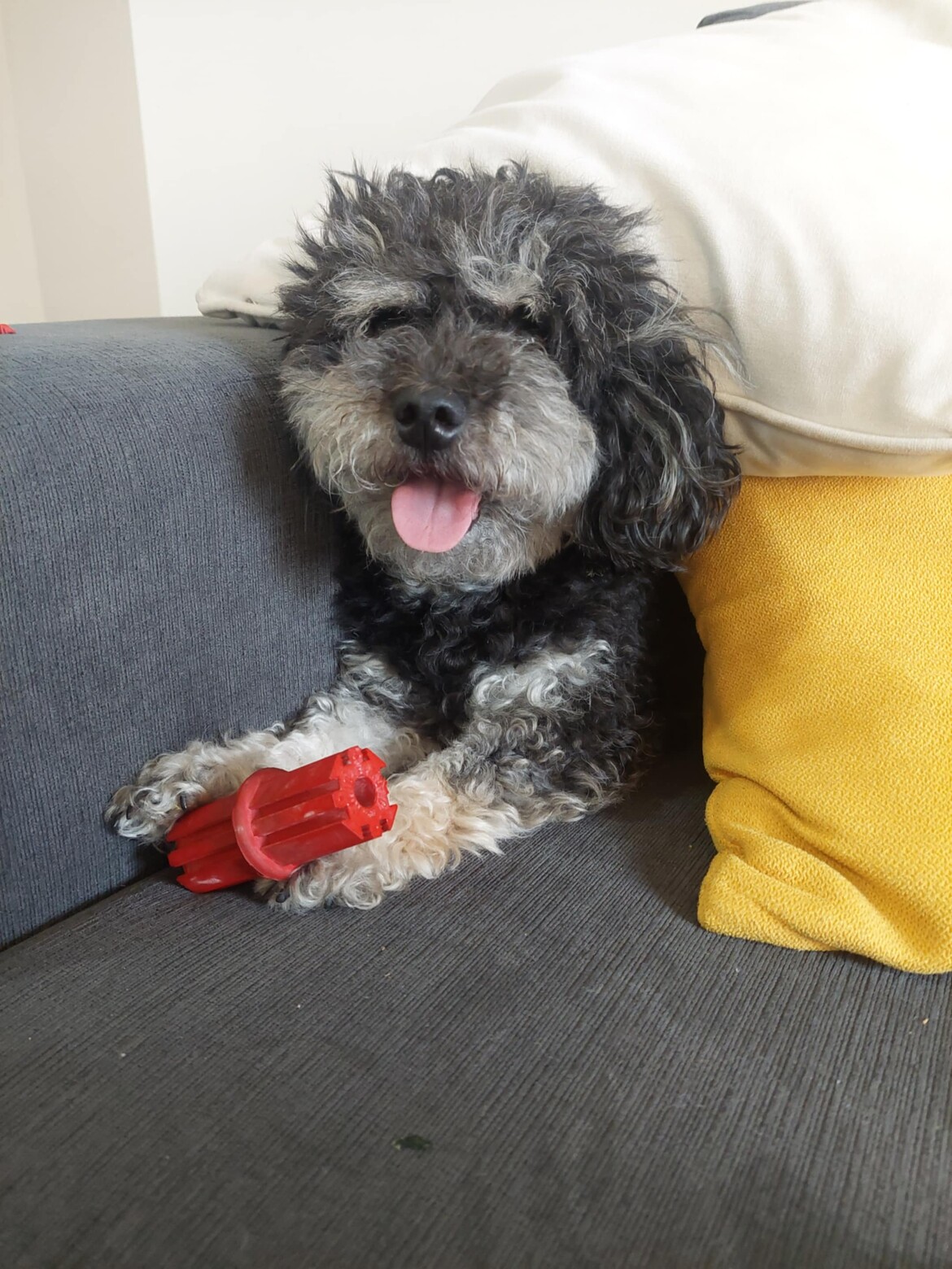 Luna, her pillows and a stolen toy