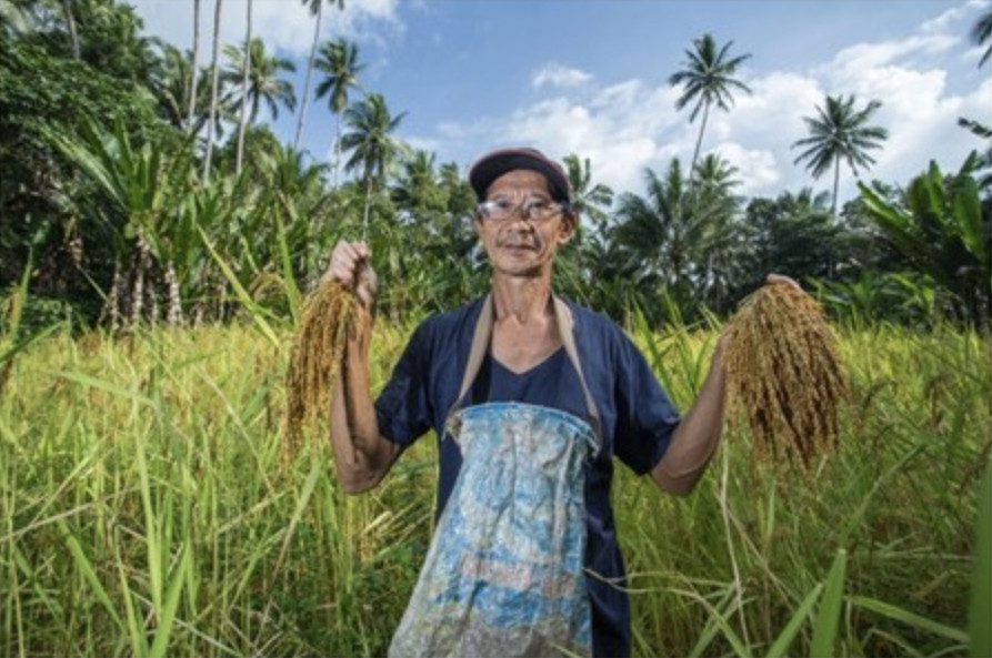 Photo: Sustainable ways of making a living with rice cultivation. Copyright: Stenly Pontolawokang