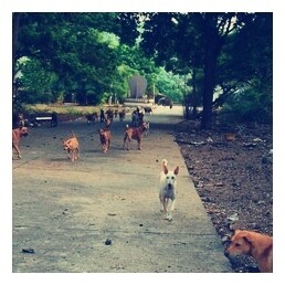 One Area Full of Homeless Dogs Near My Temporary Shelter