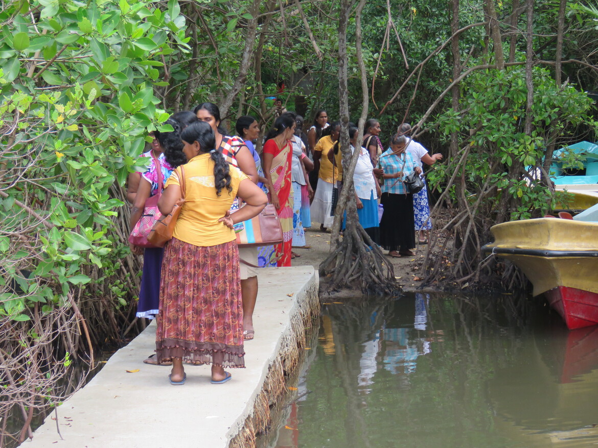 mangrove-museum