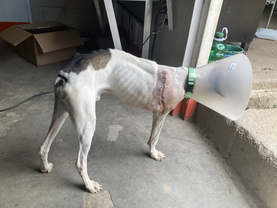 Doobie, was hit by a car and brought to us by a dear friend. His leg was rotting and had to be amputated at the shoulder. He happily jumps around on three legs like nothing ever happened.