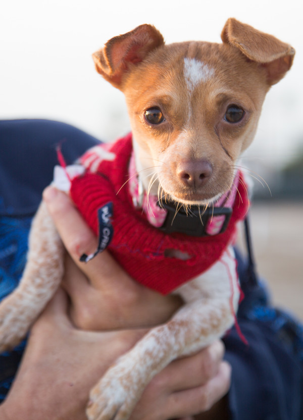 Wings of Rescue Flights by Marley's Mutts Dog Rescue