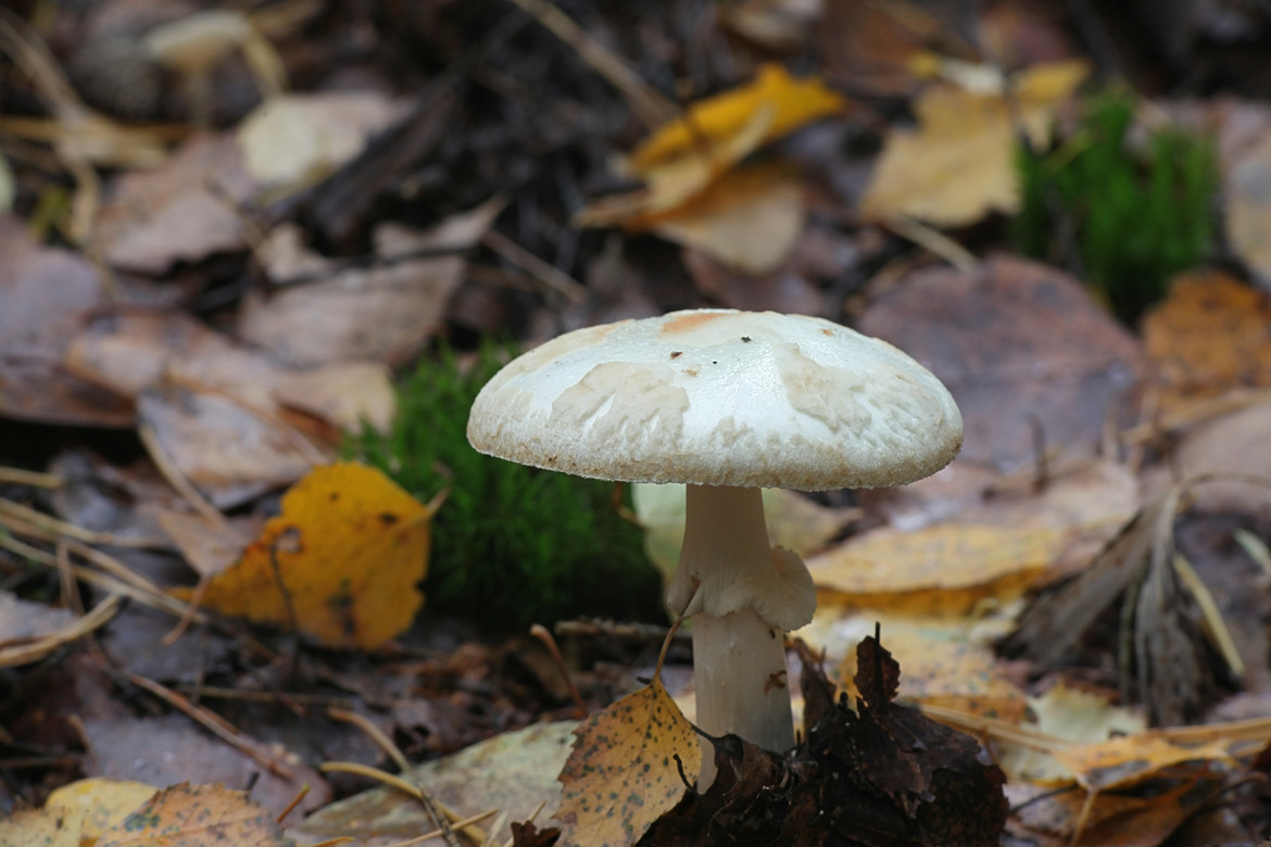 Amanita caesarea