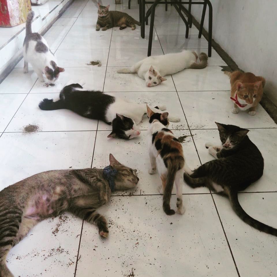 Catnip party at the cafe
