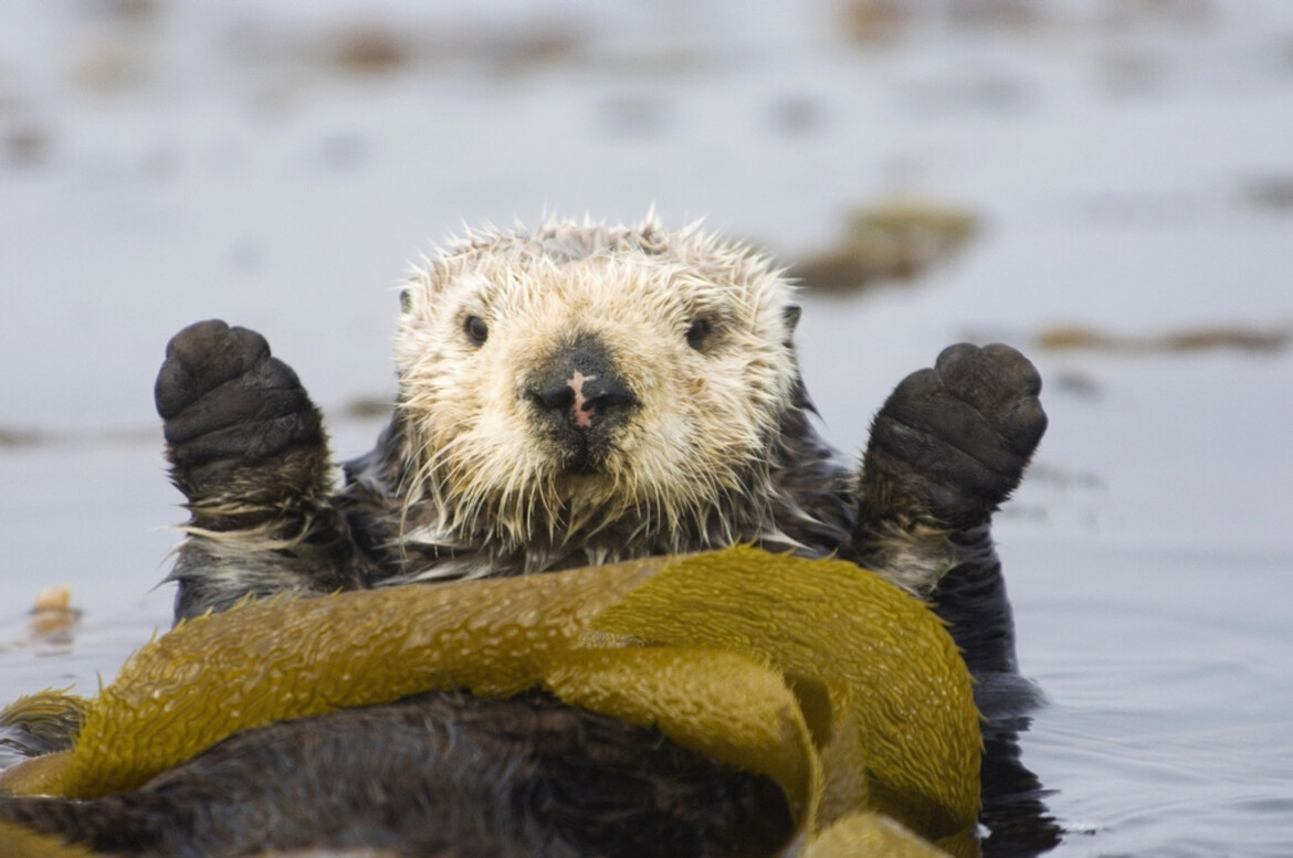 Otter wave