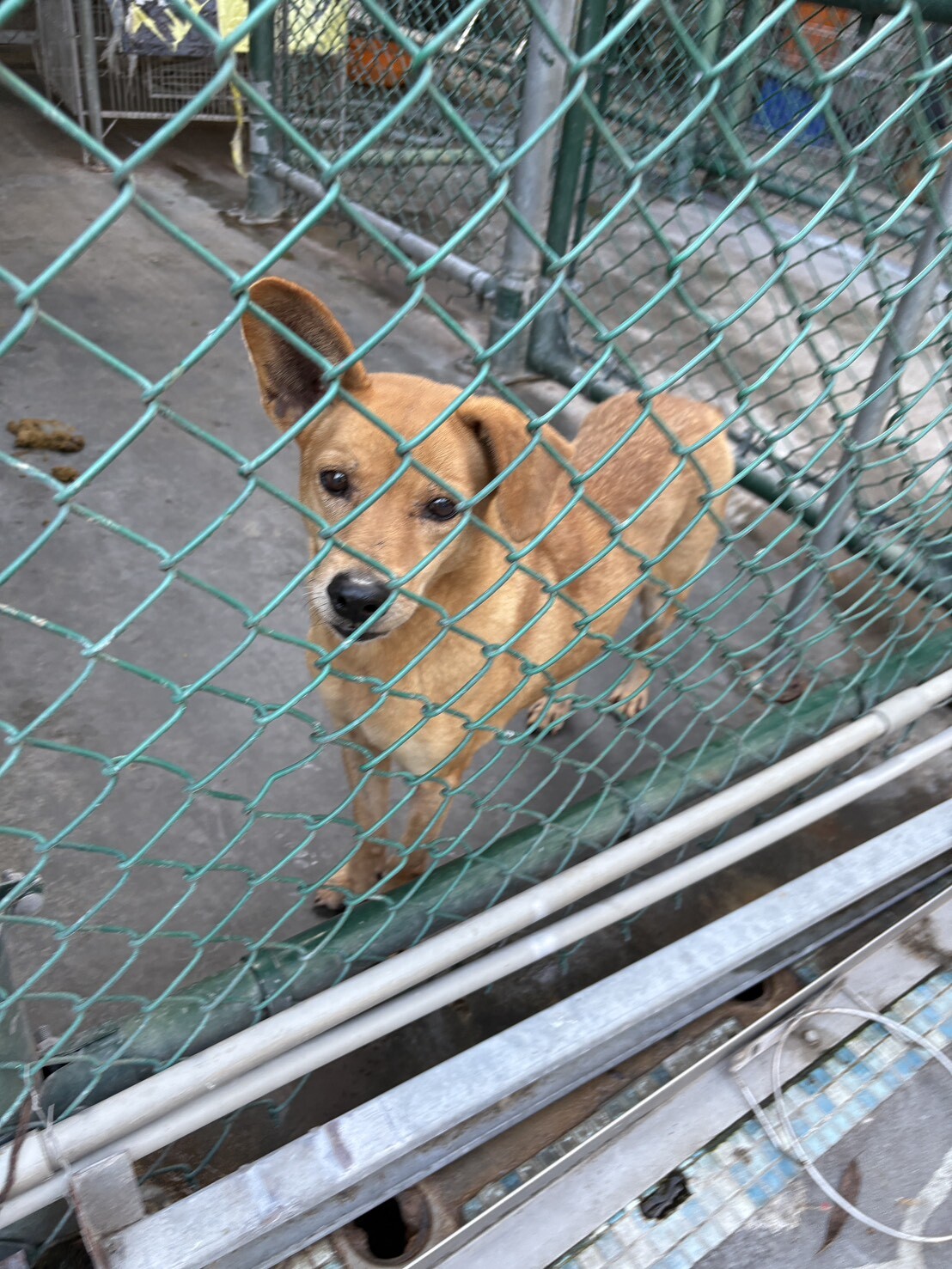 Laika in the shelter