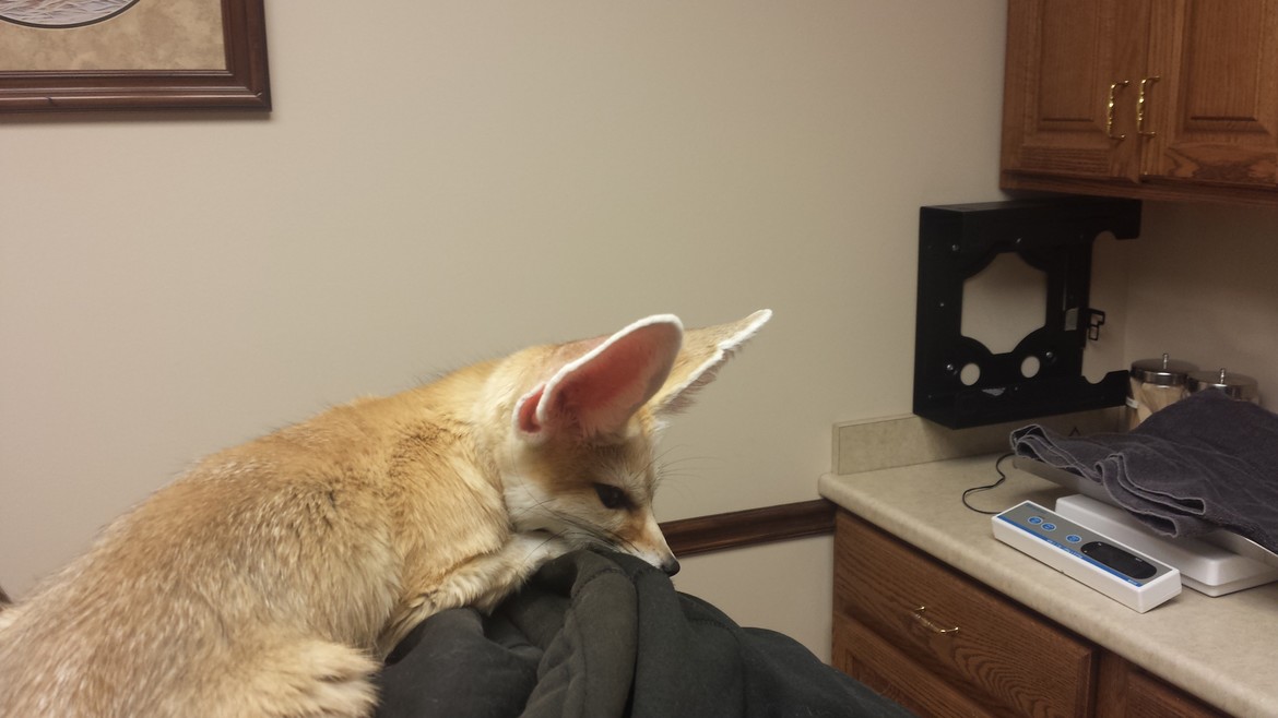 At the vet's, safe on dad's back