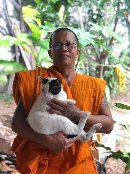 Monk squatting petting two cats