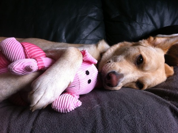 Clover with her Pig