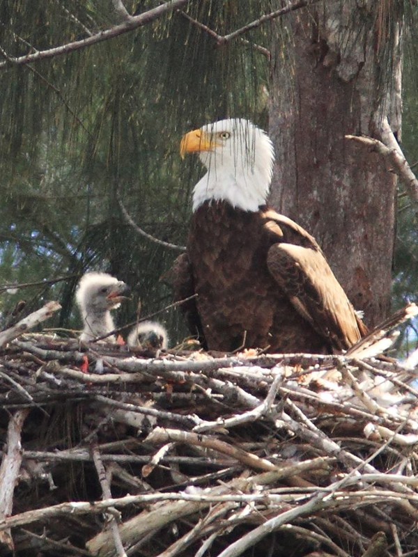 Joy with her 2 Little Eaglets