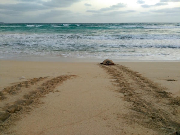 Turtle returning to sea after nesting