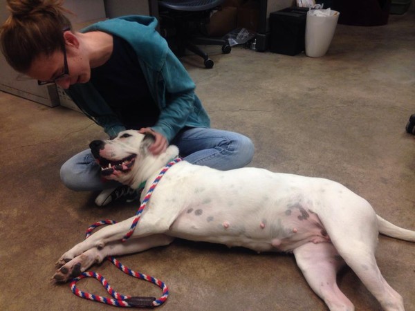 Mama June getting some love from PACC Rescue Coordinator Michelle
