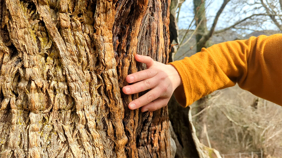 Castaño centenario | castaño centenario