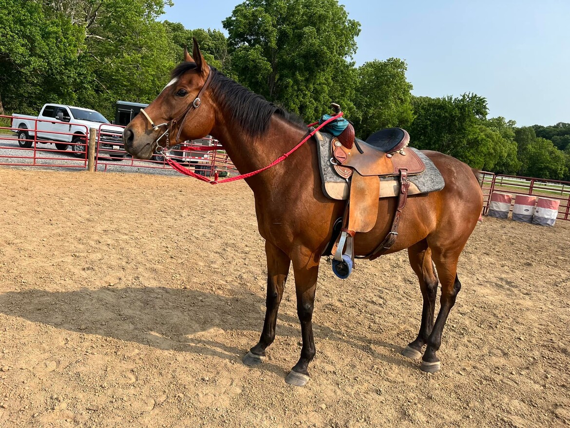 off track thoroughbred adoption