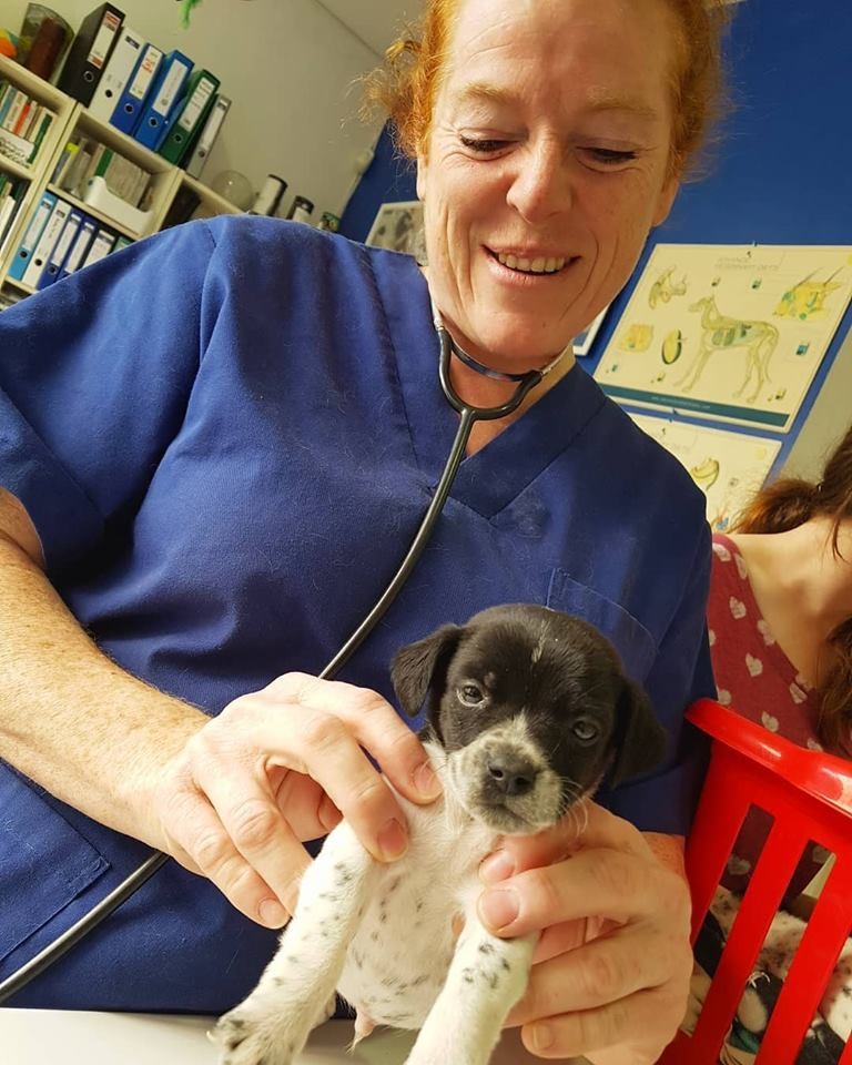 Baby Potter getting a check up and chip