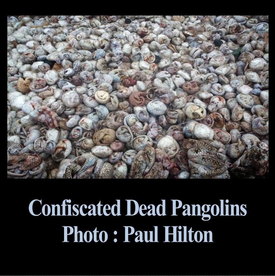 dead pangolins