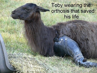 Toby wearing his orthosis