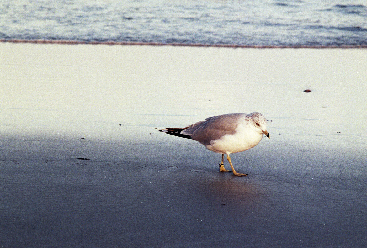 Sad seagull, Maine.