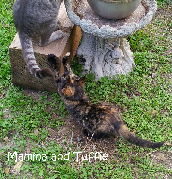 Mamma and Tuffie (female)