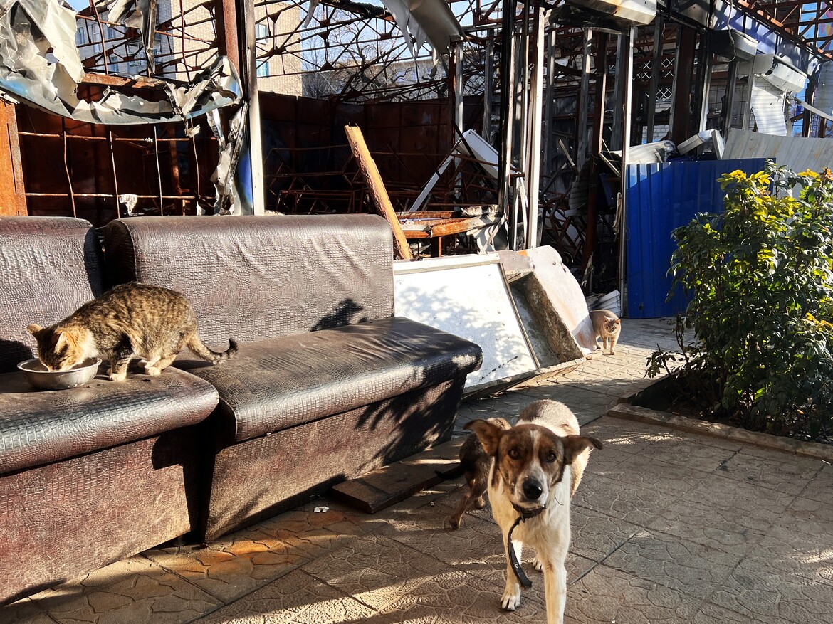 Animals search for food outside a destroyed building in the city of Kharkiv.