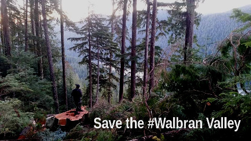 Fresh cut cedar near Glad Lake. Photo from Walbran Central.
