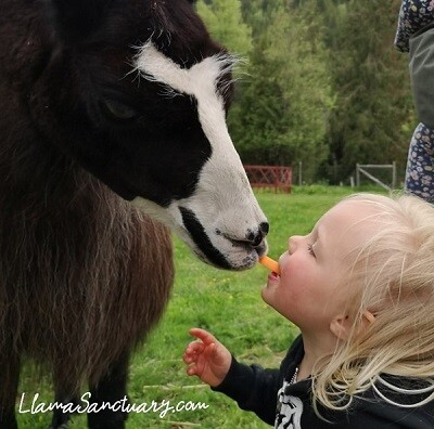 llama taking carrot from mouth of child