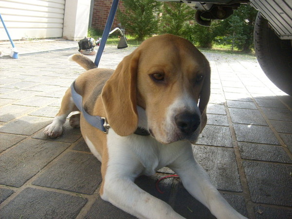 Buddy finding a shady spot under the car