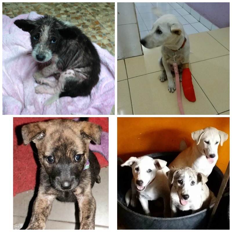 Some of the Bali puppies that Sawah Sanctuary has saved