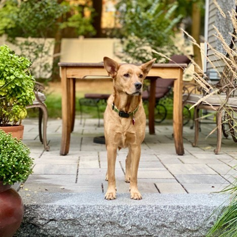 Rescued at 3, and the heart of Stephen & Terri's family ever since.