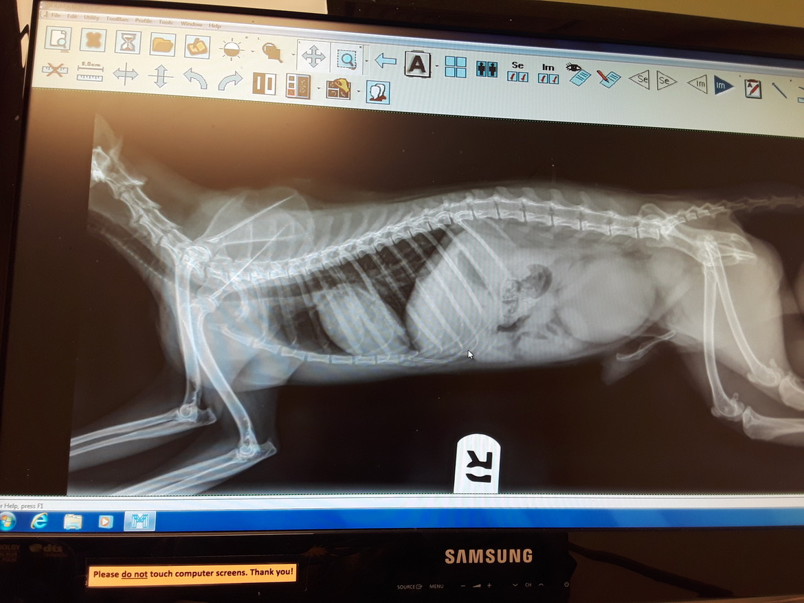 Kuugen fox x-ray