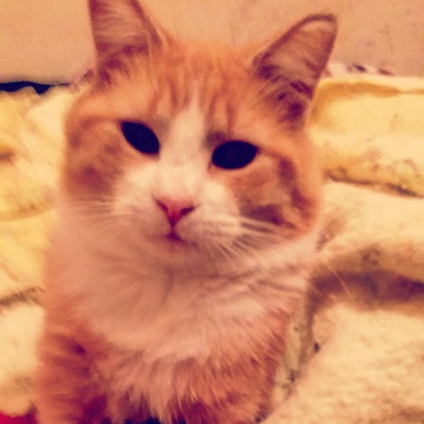 Johnny Cat October 2015 Johnny Cat October 2015