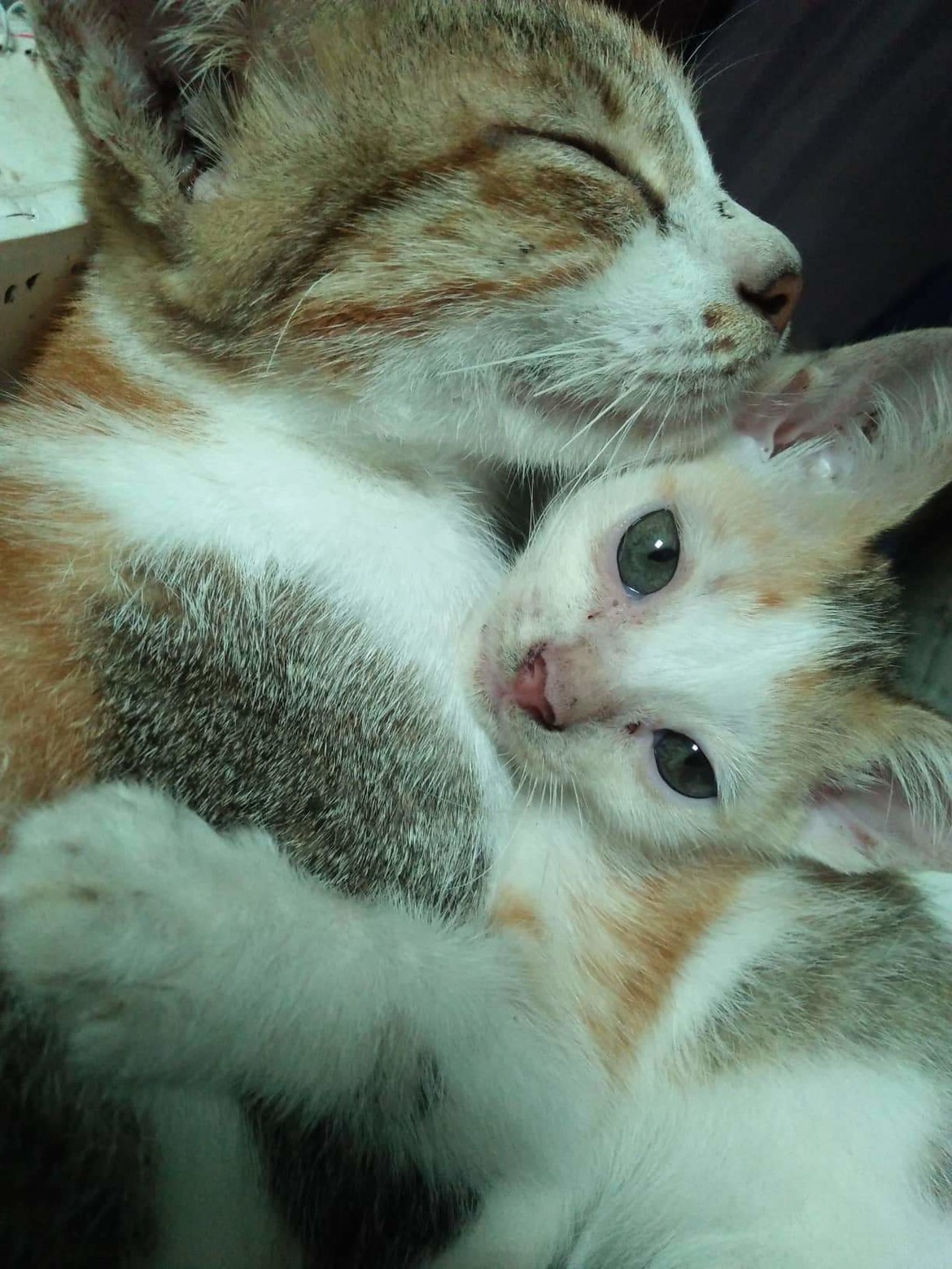 My rescue Cats need to spay/neuter