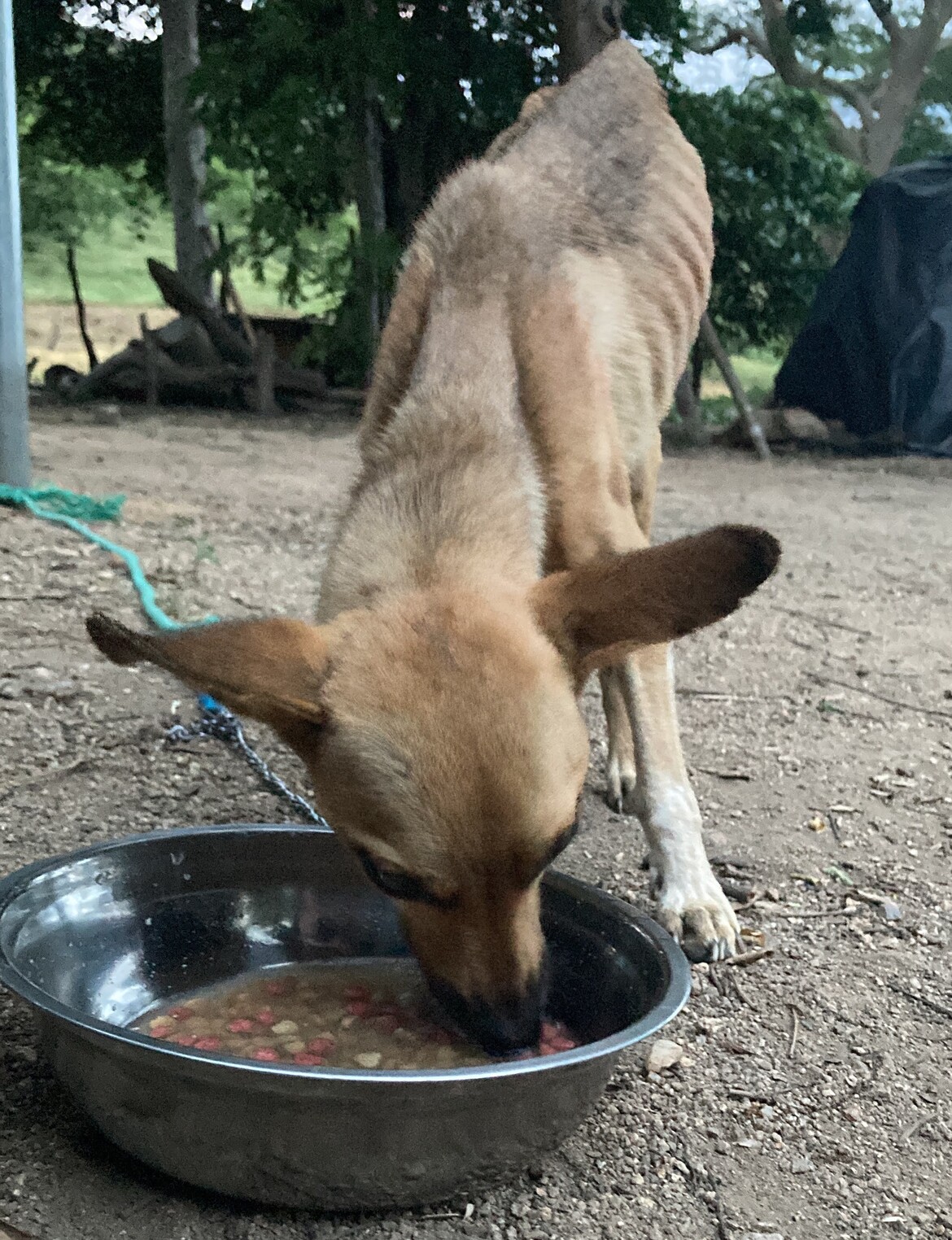 Larrrrra, is the latest addition to our club. We came across her on a recent walk. An unspayed female dog this skinny is going to suffer having babies. So we asked the people where we found her if we could take her.