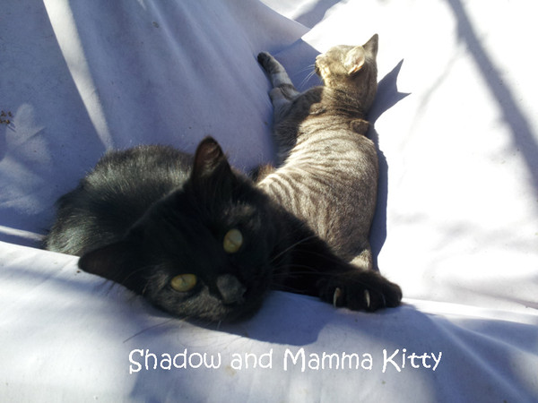 Shadow and Mamma Kitty