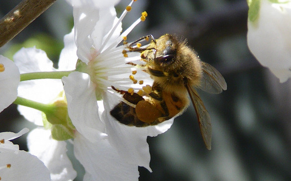 Honey Bee, credit P. Houghton