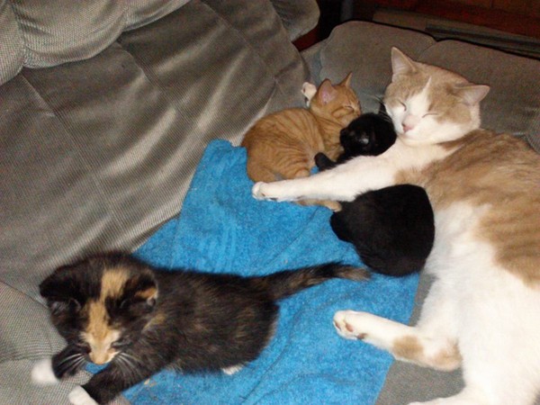 When thor was a papa. him sleeping with his kittens that I had to give up :(