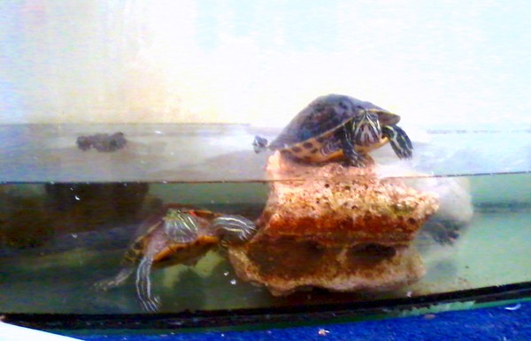 Some of my terrapins