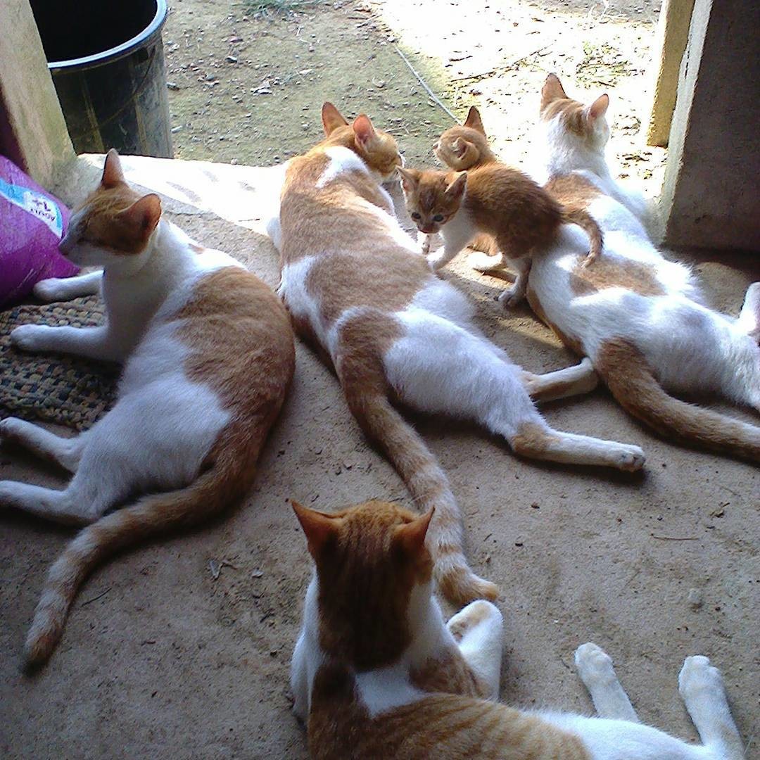 Some of the cats at Andrew's home