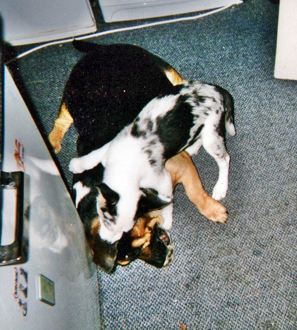 My first rescue dog, Buster, playing with Blue as a puppy. Buster had so much patience!