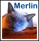 Merlin cat