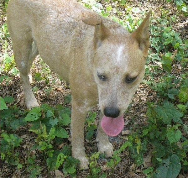 Roxie - a young red heeler that is heartworm positive.