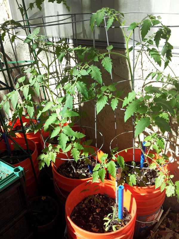Tomatoes growing in self-watering bucket containers