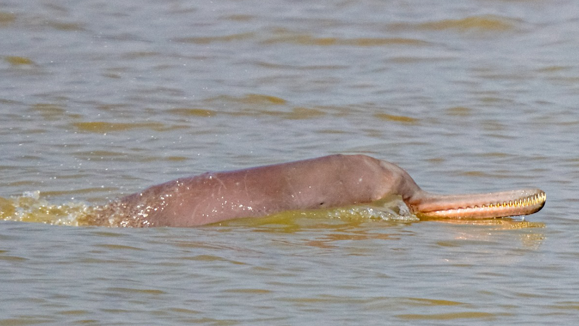 Ganges river dolphin