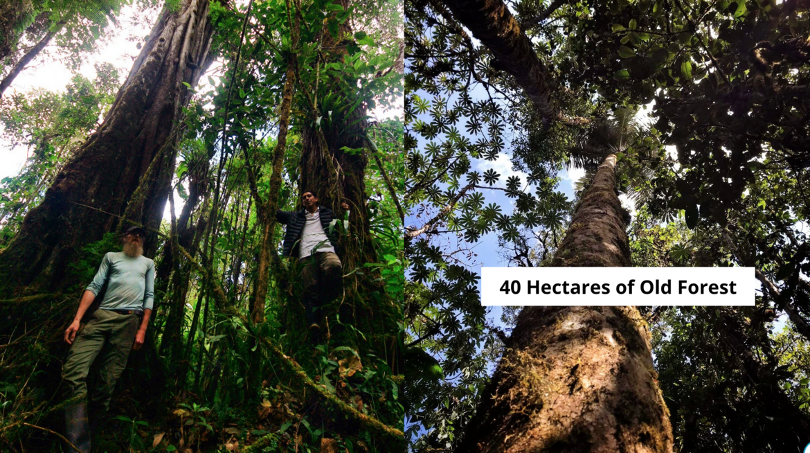 40 Hectares of Old forest for Conservation- Peru