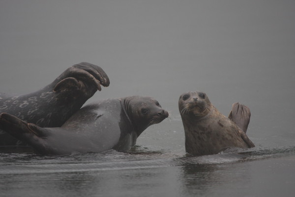 Harbour seals. Photo: Moyna MacIlroy