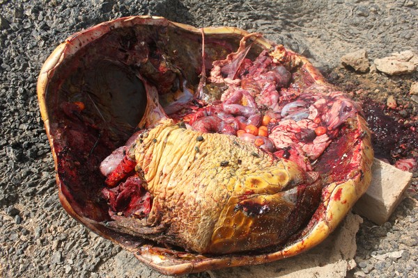Poached turtle carcass