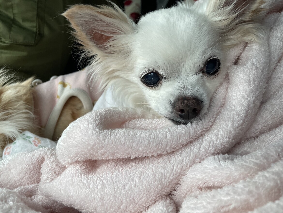のんちゃん