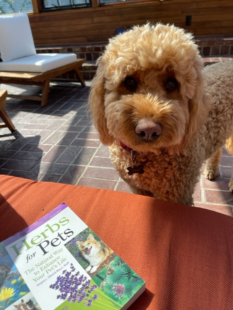 Reading about Herbs and Pets!