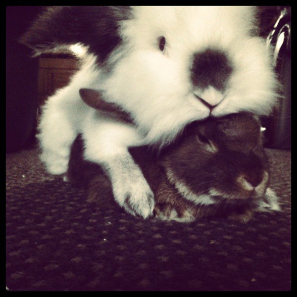 Jonah with one of his bunny pals. :)