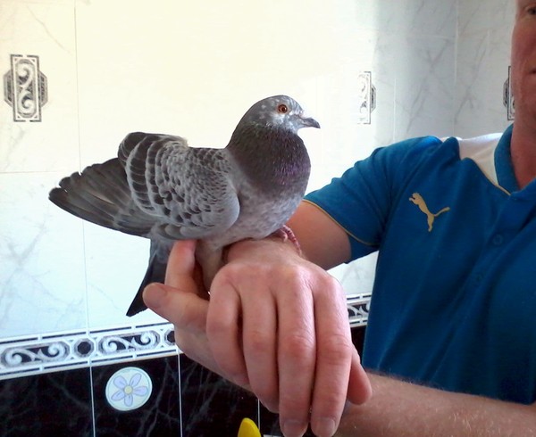 Picasso the pigeon